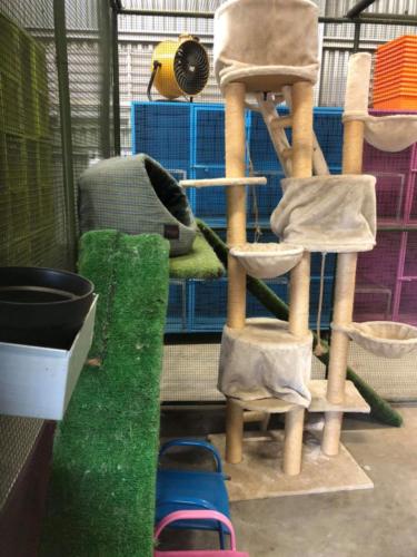 %dog and cat boarding kennels sydney %pet boarding services